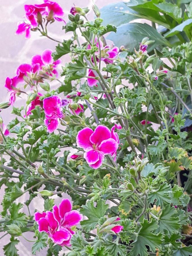 Flowery House Apartment Roma Ngoại thất bức ảnh