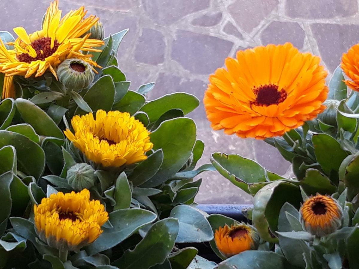 Flowery House Apartment Roma Ngoại thất bức ảnh